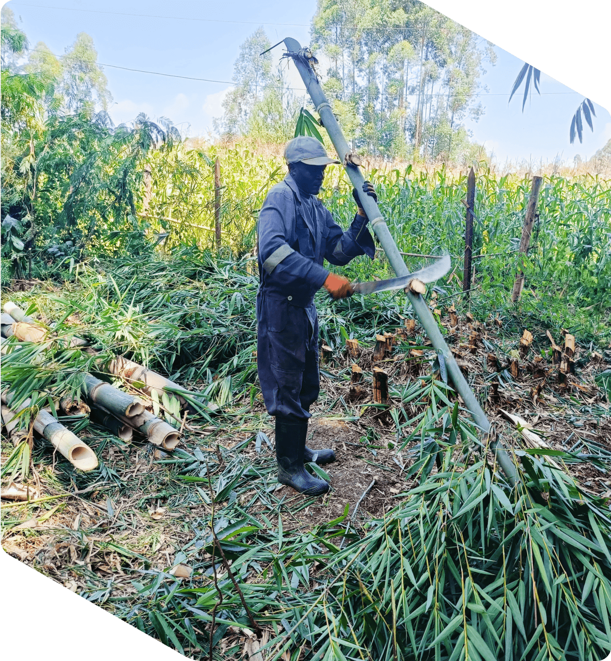 Biochar farmers